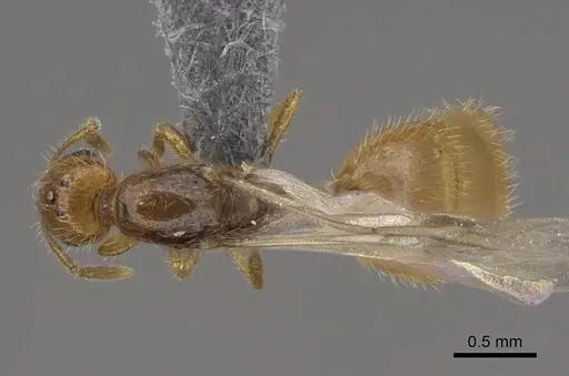 Solenopsis molesta specimen CASENT0724864 image casent0724864_1