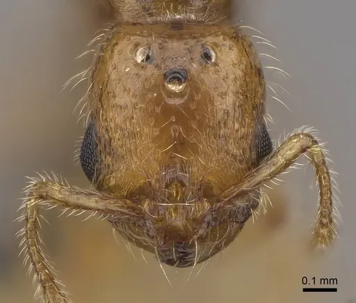 Solenopsis molesta specimen CASENT0724864 image casent0724864_2