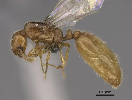 Solenopsis molesta specimen CASENT0724864 image casent0724864_3