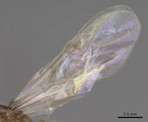 Solenopsis molesta specimen CASENT0724864 image casent0724864_4
