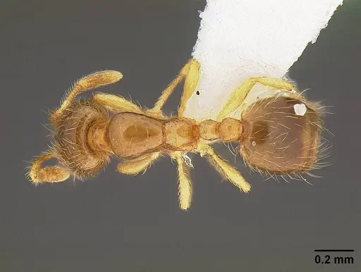 Solenopsis molesta specimen CASENT0732624 image casent0732624_1