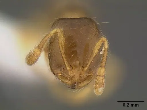 Solenopsis molesta specimen CASENT0732624 image casent0732624_2