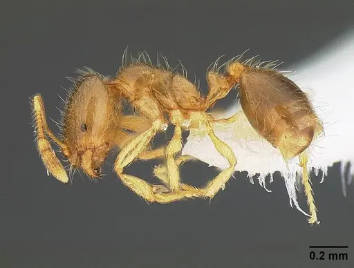 Solenopsis molesta specimen CASENT0732624 image casent0732624_3
