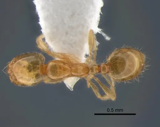 Solenopsis molesta specimen CASENT0882124 image casent0882124_1