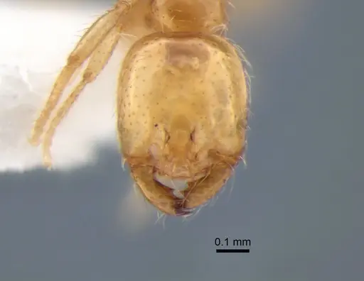 Solenopsis molesta specimen CASENT0882124 image casent0882124_2