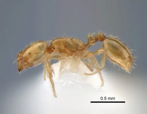 Solenopsis molesta specimen CASENT0882124 image casent0882124_3