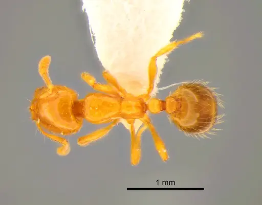 Solenopsis molesta specimen CASENT0882252 image casent0882252_1