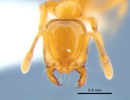 Solenopsis molesta specimen CASENT0882252 image casent0882252_2
