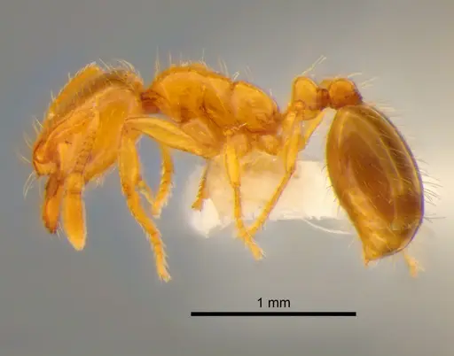 Solenopsis molesta specimen CASENT0882252 image casent0882252_3