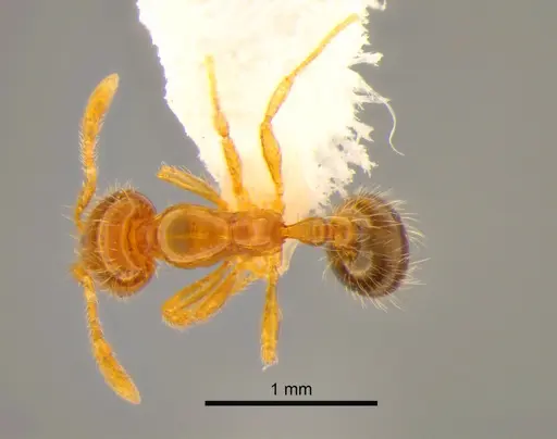 Solenopsis molesta specimen CASENT0882253 image casent0882253_1