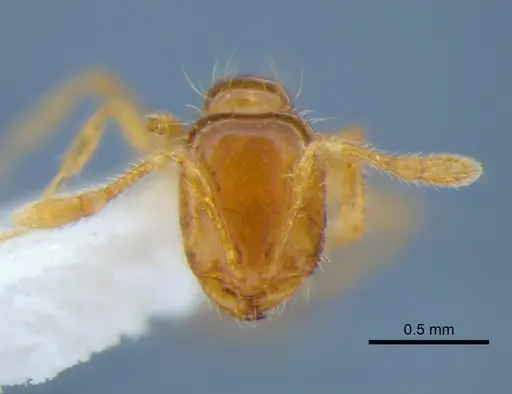 Solenopsis molesta specimen CASENT0882253 image casent0882253_2