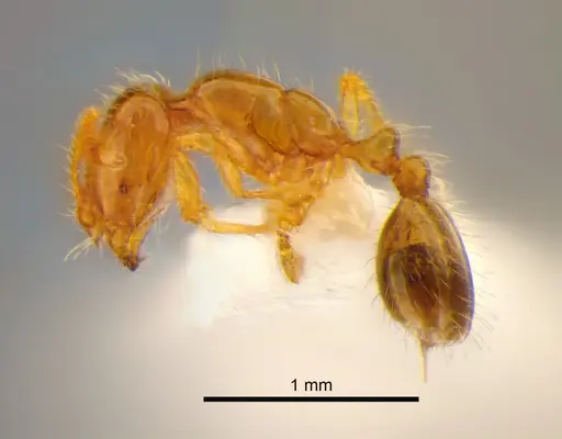 Solenopsis molesta specimen CASENT0882253 image casent0882253_3