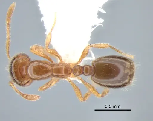 Solenopsis molesta specimen CASENT0882259 image casent0882259_1