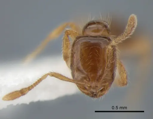 Solenopsis molesta specimen CASENT0882259 image casent0882259_2