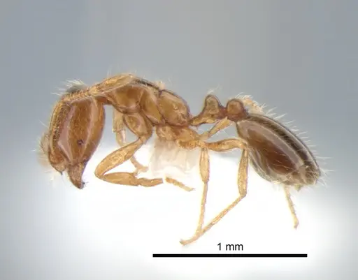 Solenopsis molesta specimen CASENT0882259 image casent0882259_3