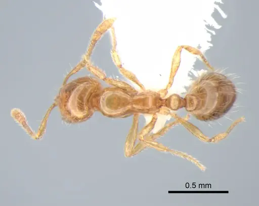 Solenopsis molesta specimen CASENT0882260 image casent0882260_1
