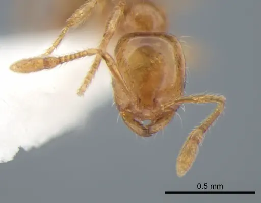 Solenopsis molesta specimen CASENT0882260 image casent0882260_2