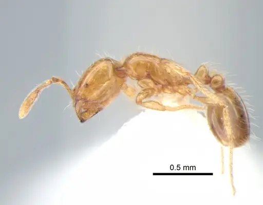 Solenopsis molesta specimen CASENT0882260 image casent0882260_3
