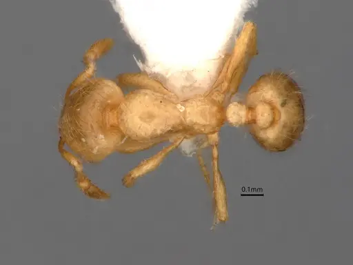 Solenopsis molesta specimen CASENT0882266 image casent0882266_1