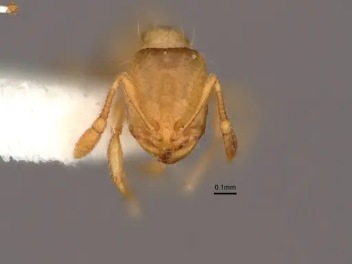Solenopsis molesta specimen CASENT0882266 image casent0882266_2