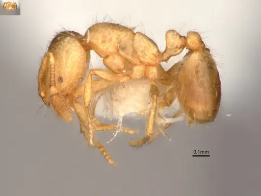 Solenopsis molesta specimen CASENT0882266 image casent0882266_3
