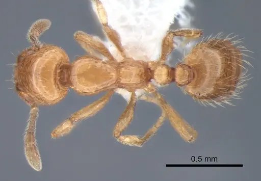 Solenopsis molesta specimen CASENT0882278 image casent0882278_1