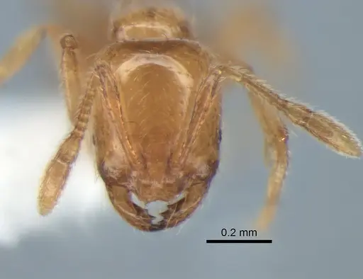 Solenopsis molesta specimen CASENT0882278 image casent0882278_2