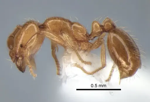 Solenopsis molesta specimen CASENT0882278 image casent0882278_3