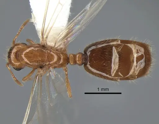 Solenopsis molesta specimen CASENT0882299 image casent0882299_1