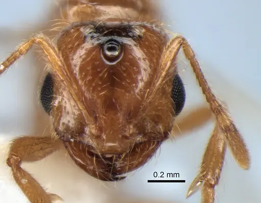 Solenopsis molesta specimen CASENT0882299 image casent0882299_2