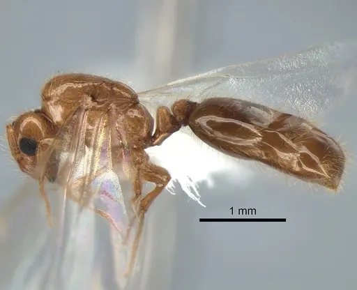 Solenopsis molesta specimen CASENT0882299 image casent0882299_3