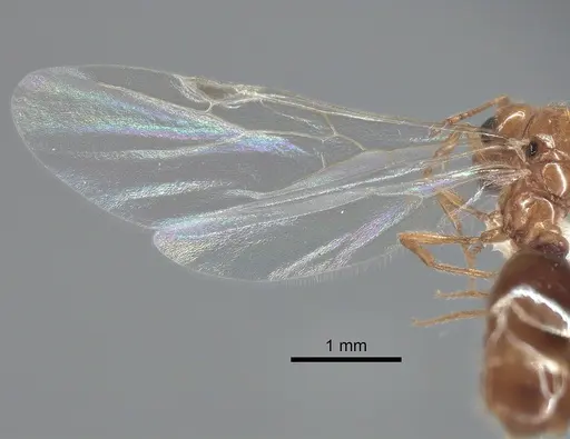 Solenopsis molesta specimen CASENT0882299 image casent0882299_4