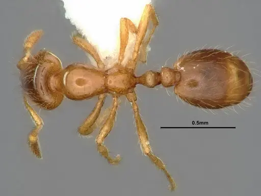 Solenopsis molesta specimen CASENT0883366 image casent0883366_1