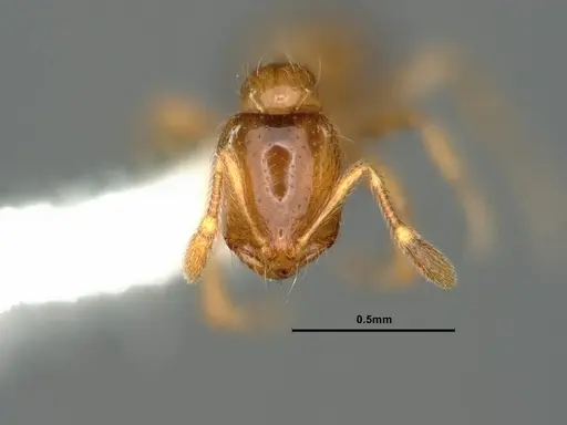 Solenopsis molesta specimen CASENT0883366 image casent0883366_2