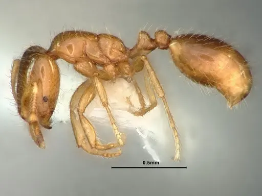 Solenopsis molesta specimen CASENT0883366 image casent0883366_3