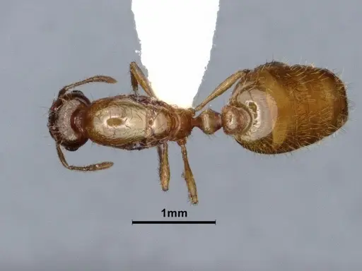 Solenopsis molesta specimen CASENT0884277 image casent0884277_1