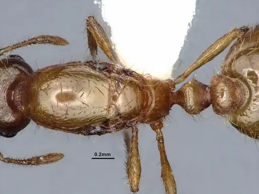 Solenopsis molesta specimen CASENT0884277 image casent0884277_2