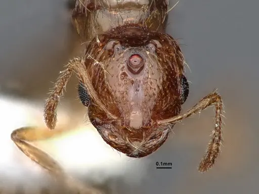 Solenopsis molesta specimen CASENT0884277 image casent0884277_3