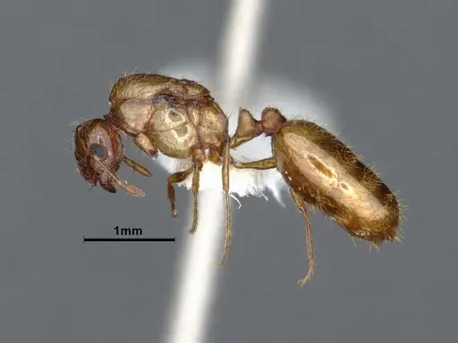 Solenopsis molesta specimen CASENT0884277 image casent0884277_4