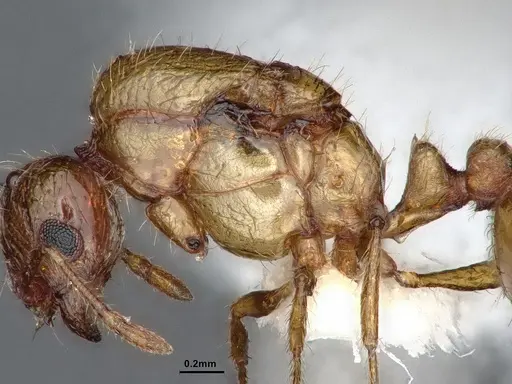 Solenopsis molesta specimen CASENT0884277 image casent0884277_5