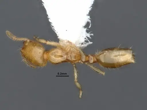 Solenopsis molesta specimen CASENT0884278 image casent0884278_1