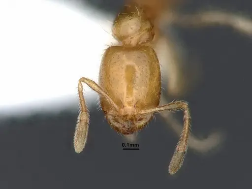 Solenopsis molesta specimen CASENT0884278 image casent0884278_2