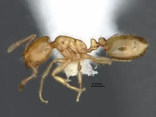 Solenopsis molesta specimen CASENT0884278 image casent0884278_3