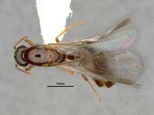 Solenopsis molesta specimen CASENT0884282 image casent0884282_1