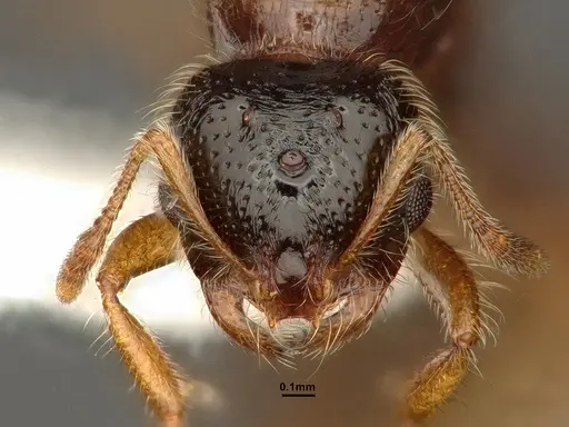 Solenopsis molesta specimen CASENT0884282 image casent0884282_2