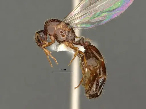 Solenopsis molesta specimen CASENT0884282 image casent0884282_3