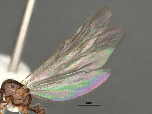 Solenopsis molesta specimen CASENT0884282 image casent0884282_4