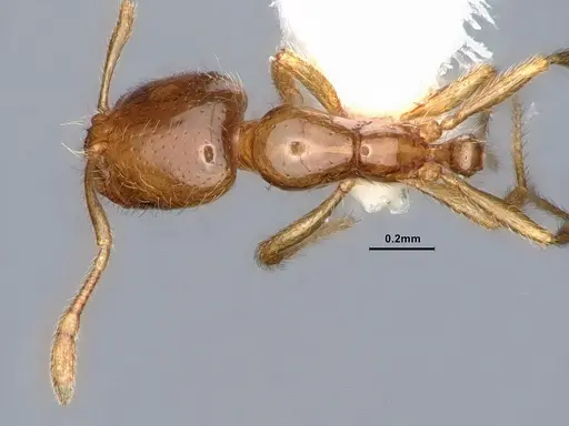 Solenopsis molesta specimen CASENT0884390 image casent0884390_1