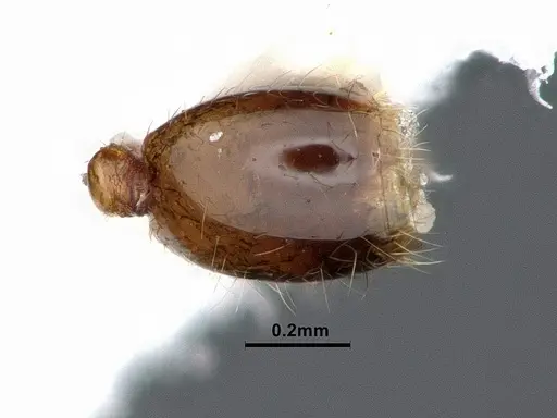 Solenopsis molesta specimen CASENT0884390 image casent0884390_2