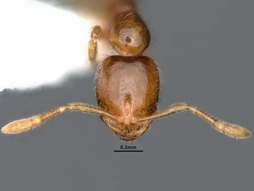 Solenopsis molesta specimen CASENT0884390 image casent0884390_3
